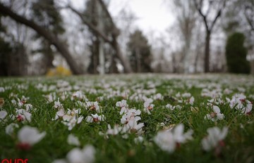 شکوفه های بهاری در مشهد