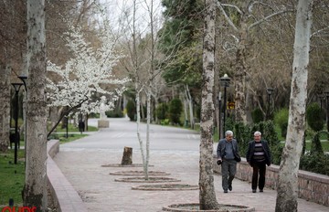 شکوفه های بهاری در مشهد