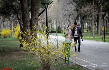 شکوفه های بهاری در مشهد