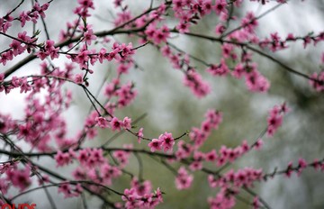 شکوفه های بهاری در مشهد