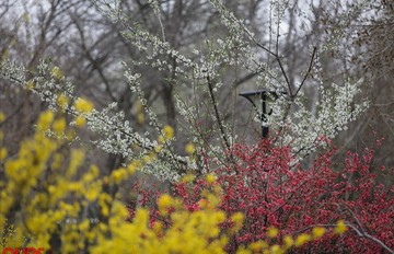 شکوفه های بهاری در مشهد