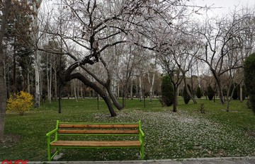 شکوفه های بهاری در مشهد