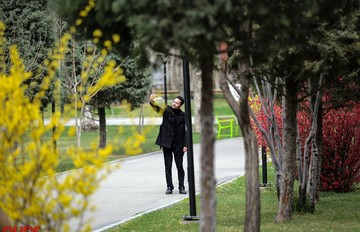 شکوفه های بهاری در مشهد