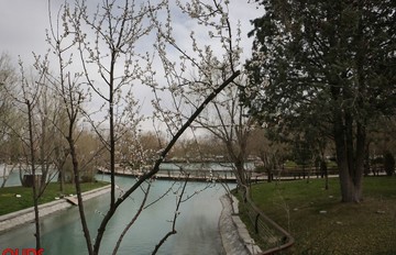 شکوفه های بهاری در مشهد