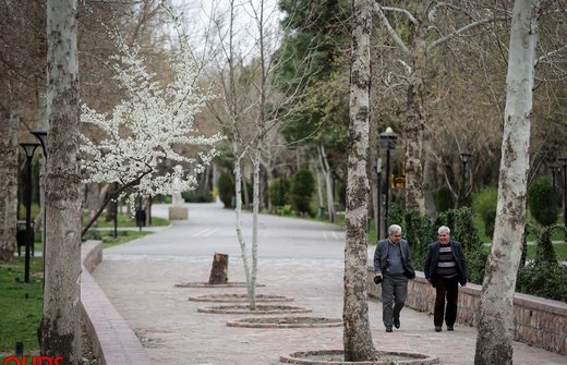 شکوفه های بهاری در مشهد