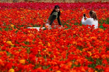 مزارع گل در شهر کارلس‌بد ایالت کالیفرنیا آمریکا