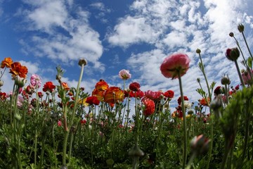مزارع گل در شهر کارلس‌بد ایالت کالیفرنیا آمریکا
