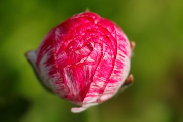 مزارع گل در شهر کارلس‌بد ایالت کالیفرنیا آمریکا