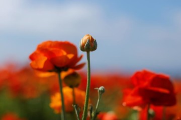 مزارع گل در شهر کارلس‌بد ایالت کالیفرنیا آمریکا