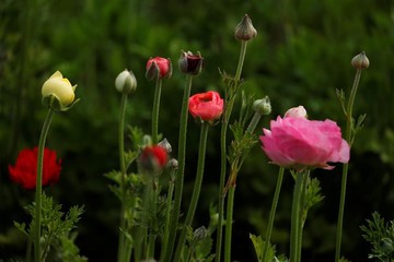 مزارع گل در شهر کارلس‌بد ایالت کالیفرنیا آمریکا