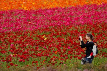 مزارع گل در شهر کارلس‌بد ایالت کالیفرنیا آمریکا