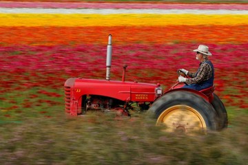 مزارع گل در شهر کارلس‌بد ایالت کالیفرنیا آمریکا