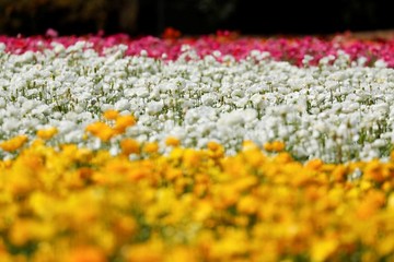 مزارع گل در شهر کارلس‌بد ایالت کالیفرنیا آمریکا