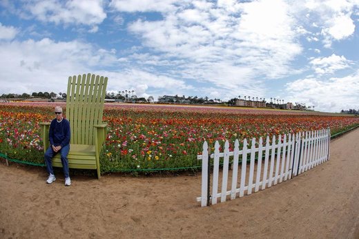 مزارع گل در شهر کارلس‌بد ایالت کالیفرنیا آمریکا