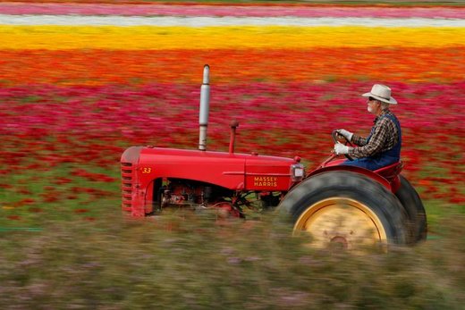 مزارع گل در شهر کارلس‌بد ایالت کالیفرنیا آمریکا