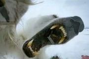فیلم | حمله خرس قطبی به مستندساز بی‌بی‌سی
