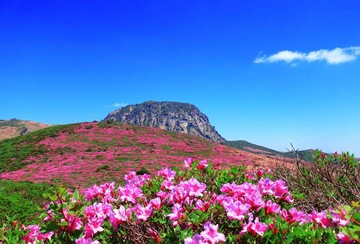 فصل بهار در جزیره ججودو کره جنوبی