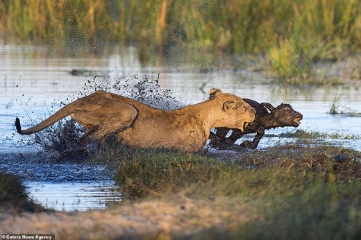 حیات وحش بوتسوانا