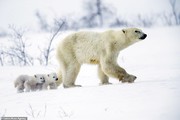 ببینید | حرکت جالب یک خرس قطبی برای جلوگیری از شکسته شدن یخ‌های قطب
