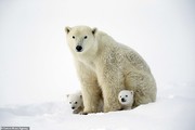 تصاویر | اولین حضور توله خرس‌های قطبی در طبیعت