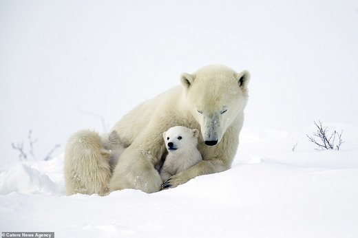 خرس قطبی با توله‌هایش در کانادا