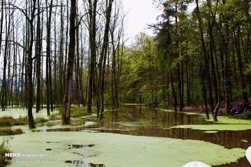 تصاویر | طبیعت بهاری و مرطوب گیلان