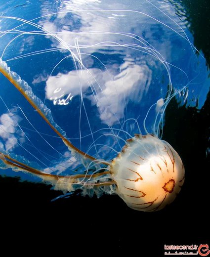 عکس‌های شگفت‌انگیز از حیات آبزیان در مسابقه‌ عکاسی سال ۲۰۱۹