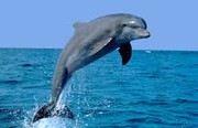 صید دلفین در کارون؟