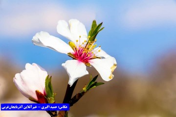 بهار در باغات کاظم داشی