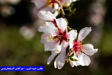 بهار در باغات کاظم داشی