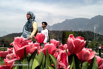 جشنواره گل لاله در کشمیر