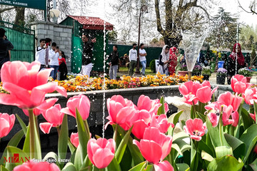جشنواره گل لاله در کشمیر