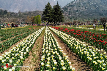جشنواره گل لاله در کشمیر