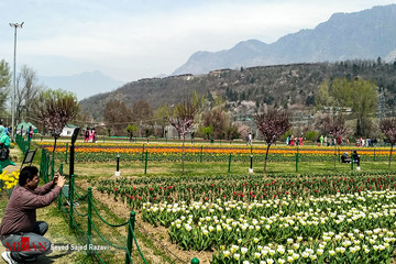 جشنواره گل لاله در کشمیر