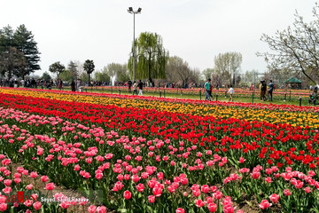 جشنواره گل لاله در کشمیر