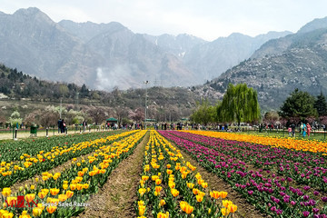 جشنواره گل لاله در کشمیر