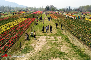 جشنواره گل لاله در کشمیر