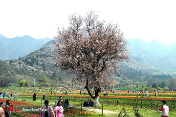 جشنواره گل لاله در کشمیر