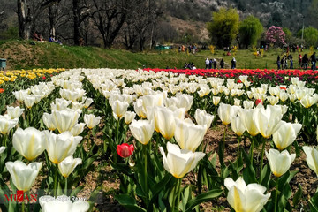 جشنواره گل لاله در کشمیر