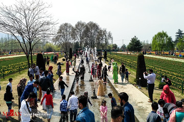 جشنواره گل لاله در کشمیر