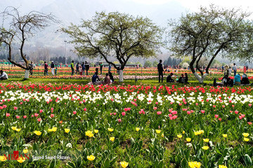 جشنواره گل لاله در کشمیر