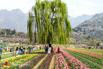 جشنواره گل لاله در کشمیر