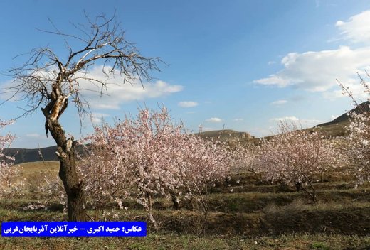 بهار در باغات کاظم داشی