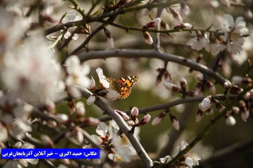 بهار در باغات کاظم داشی
