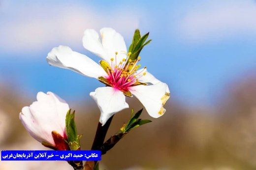 بهار در باغات کاظم داشی
