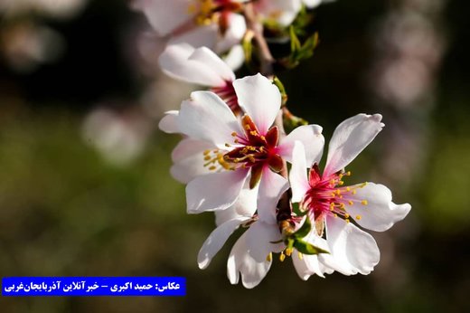 بهار در باغات کاظم داشی