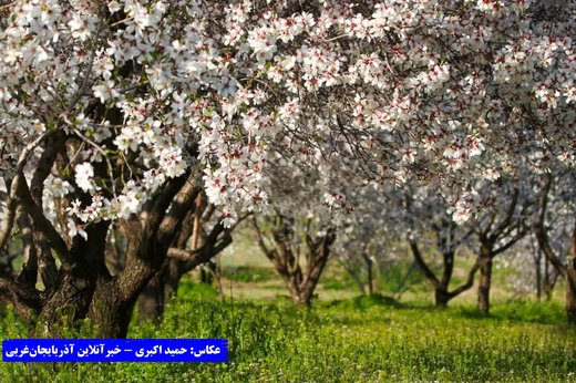 بهار در باغات کاظم داشی