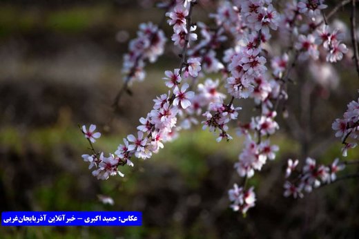 بهار در باغات کاظم داشی