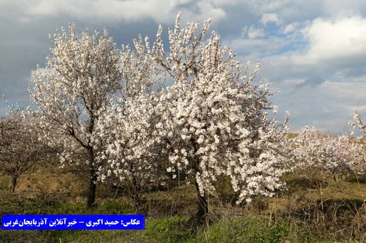 بهار در باغات کاظم داشی