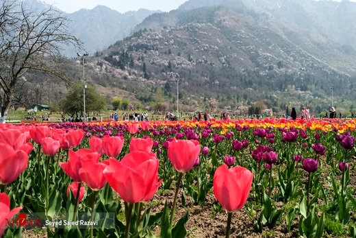 جشنواره گل لاله در کشمیر